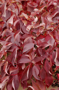 Picture of Cornus